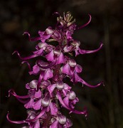 085Pedicularis 19-5896